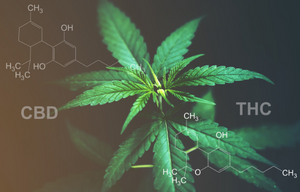 A Popular Harmony: Exciting New THC + CBD Edibles And How they Can Help You!