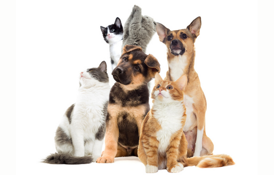 Helping Your Furry Friend Feel Their Best 